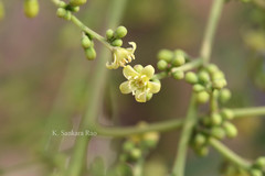 Simarouba glauca
